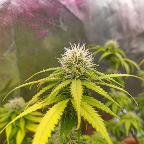ZwillingsDamen  growlog timeline photo