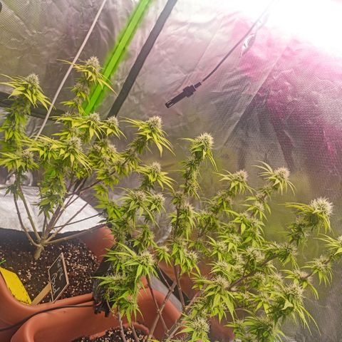 ZwillingsDamen  growlog timeline photo