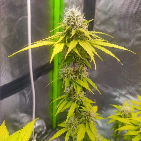 ZwillingsDamen  growlog timeline photo