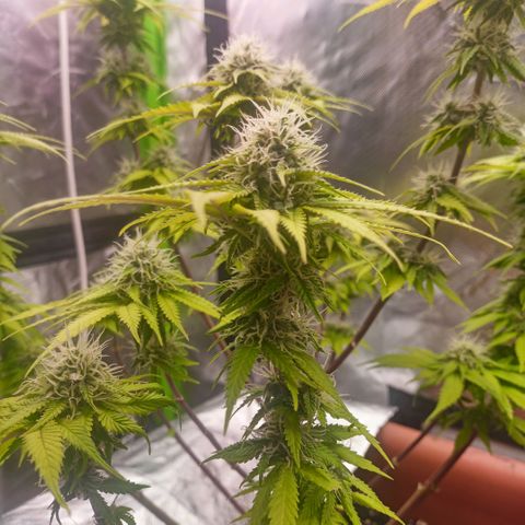 ZwillingsDamen  growlog timeline photo
