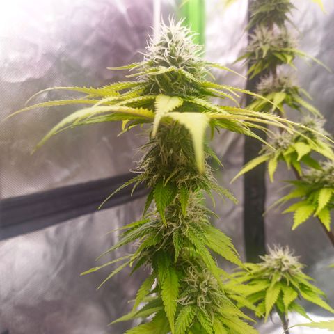 ZwillingsDamen  growlog timeline photo