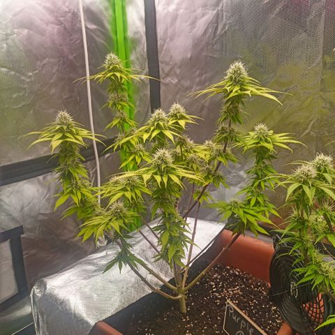 ZwillingsDamen  growlog timeline photo