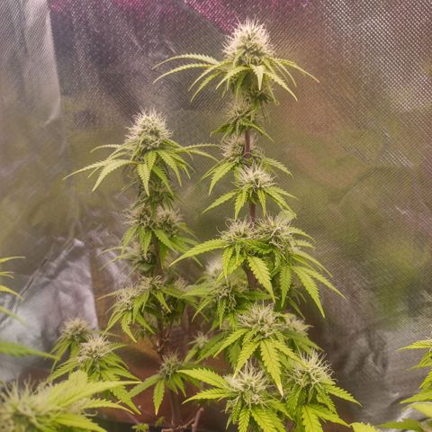 ZwillingsDamen  growlog timeline photo