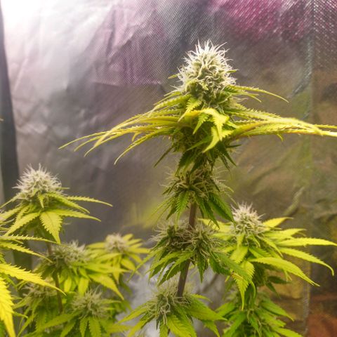 ZwillingsDamen  growlog timeline photo