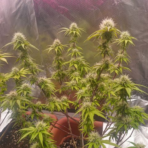 ZwillingsDamen  growlog timeline photo
