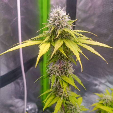 ZwillingsDamen  growlog timeline photo