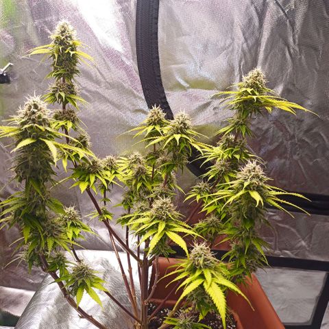 ZwillingsDamen  growlog timeline photo