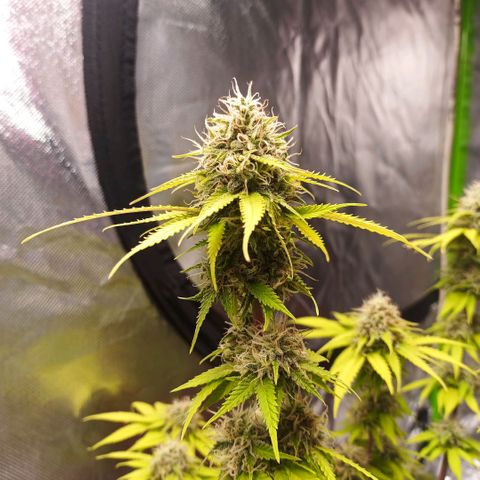 ZwillingsDamen  growlog timeline photo