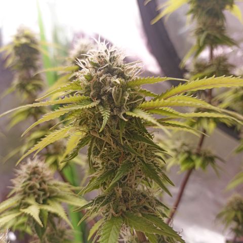 ZwillingsDamen  growlog timeline photo