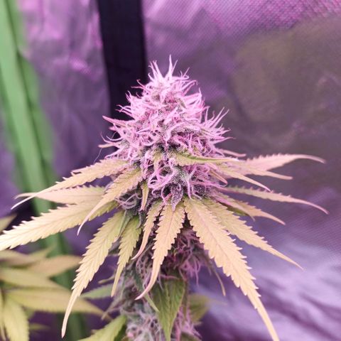 ZwillingsDamen  growlog timeline photo