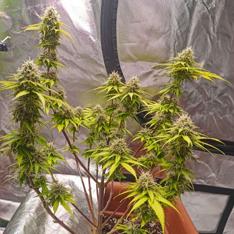 ZwillingsDamen  growlog timeline photo