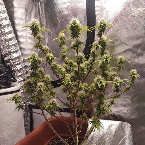 ZwillingsDamen  growlog timeline photo