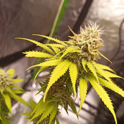 ZwillingsDamen  growlog timeline photo