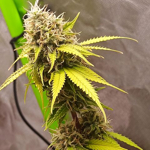 ZwillingsDamen  growlog timeline photo