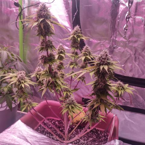 ZwillingsDamen  growlog timeline photo