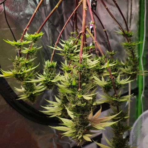 ZwillingsDamen  growlog timeline photo