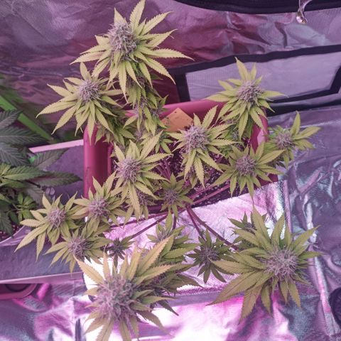ZwillingsDamen  growlog timeline photo