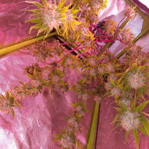ZwillingsDamen  growlog photo: 
