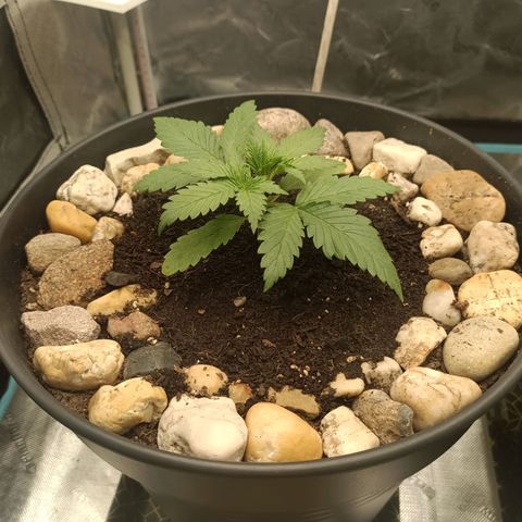 Special Queen 1 growlog timeline photo