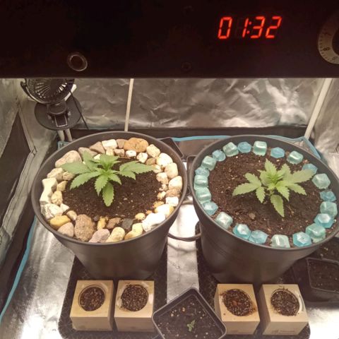 Special Queen 1 growlog timeline photo