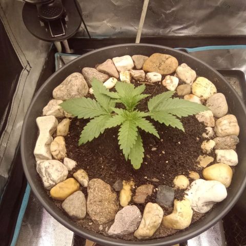 Special Queen 1 growlog timeline photo