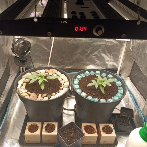 Special Queen 1 growlog timeline photo