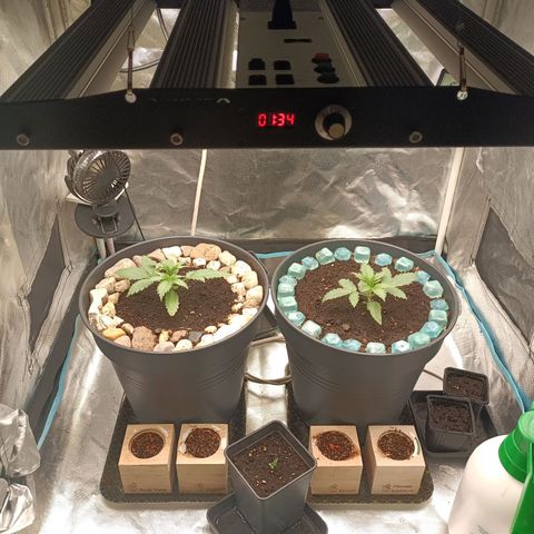Special Queen 1 growlog timeline photo