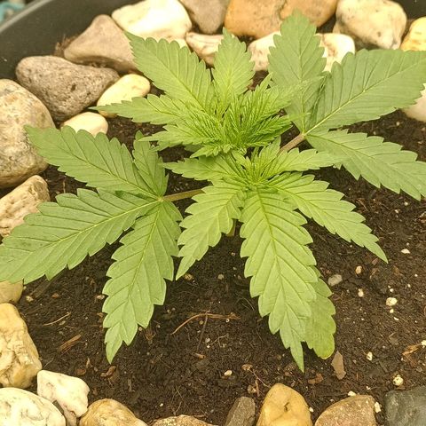 Special Queen 1 growlog timeline photo