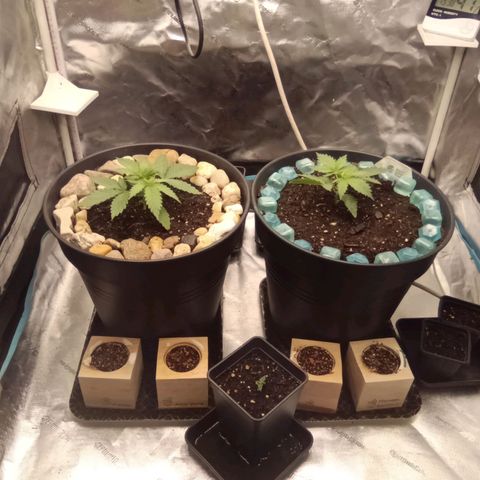 Special Queen 1 growlog timeline photo