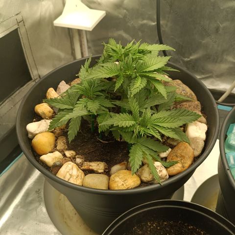 Special Queen 1 growlog timeline photo