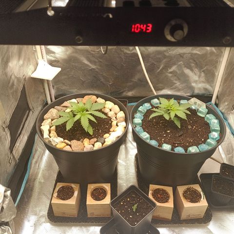 Special Queen 1 growlog timeline photo