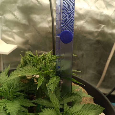 Special Queen 1 growlog timeline photo