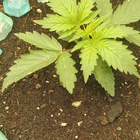 Special Queen 1 growlog timeline photo