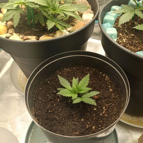 Special Queen 1 growlog timeline photo