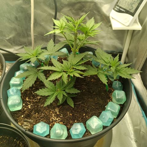 Special Queen 1 growlog timeline photo