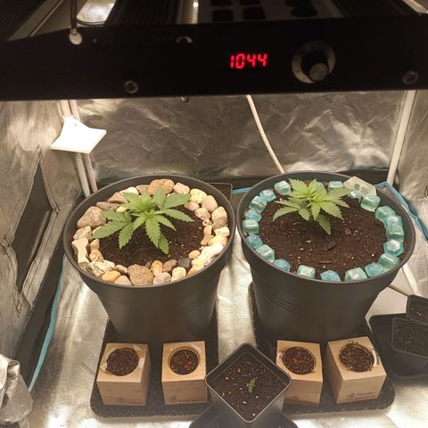 Special Queen 1 growlog timeline photo