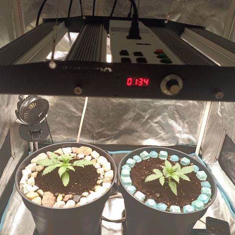 Special Queen 1 growlog timeline photo