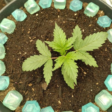 Special Queen 1 growlog timeline photo