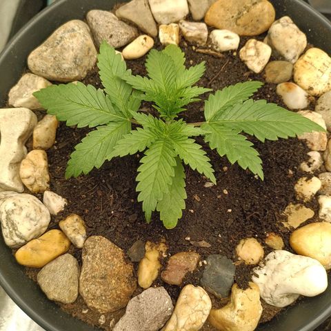 Special Queen 1 growlog timeline photo