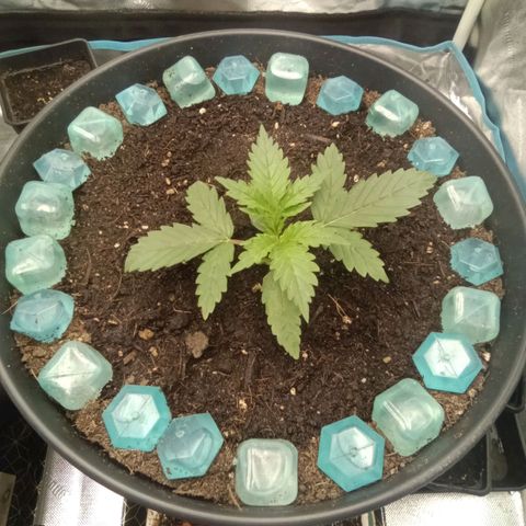Special Queen 1 growlog timeline photo