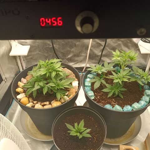 Special Queen 1 growlog timeline photo