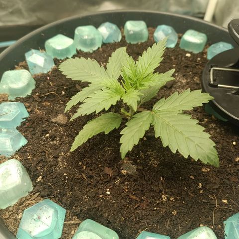 Special Queen 1 growlog timeline photo