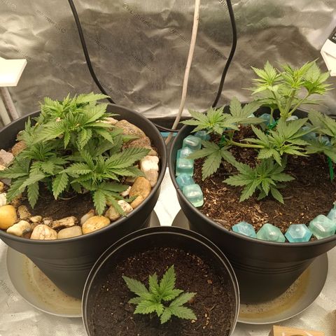 Special Queen 1 growlog timeline photo