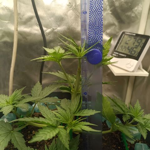 Special Queen 1 growlog timeline photo
