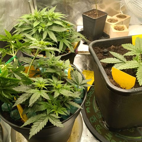 Special Queen 1 growlog timeline photo