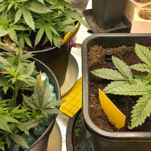 Special Queen 1 growlog timeline photo