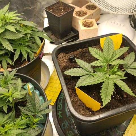 Special Queen 1 growlog timeline photo