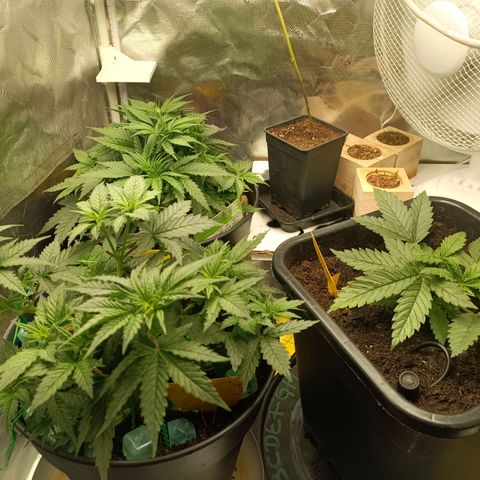 Special Queen 1 growlog timeline photo