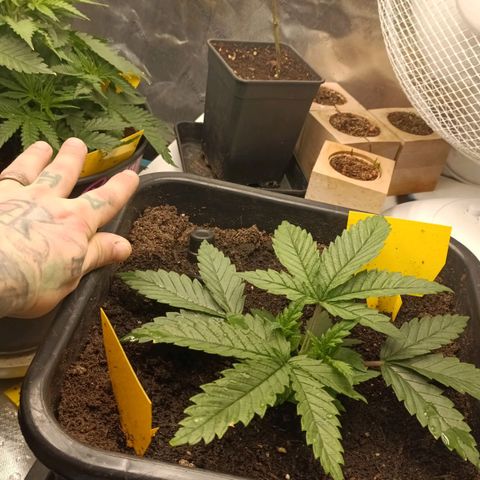 Special Queen 1 growlog timeline photo