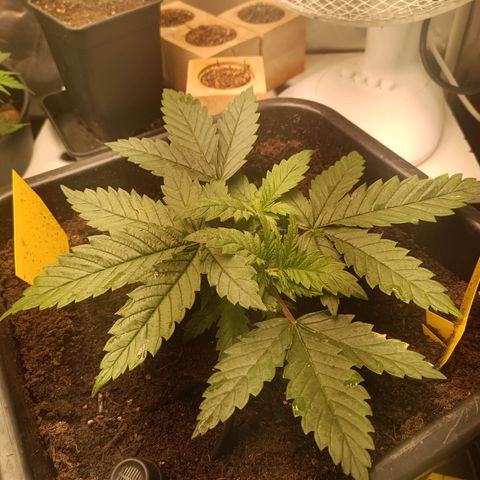 Special Queen 1 growlog timeline photo